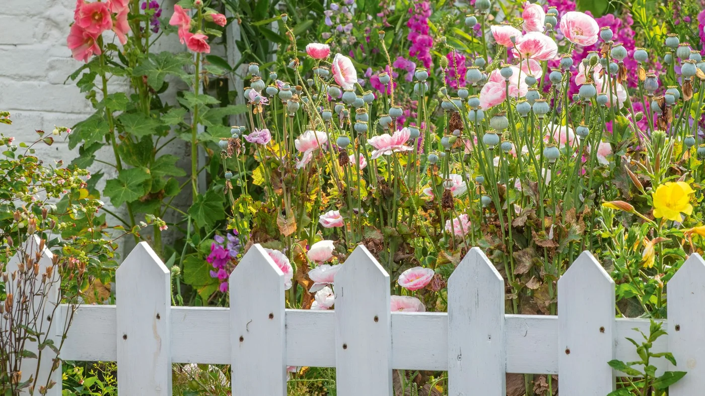 A white picket fence stands in front of tall pink flowers and rounded seedheads