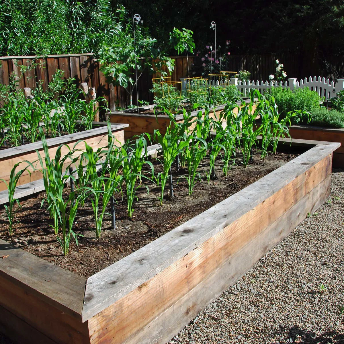 Tall young plants in rows within a broad wooden vegetable bed, with shorter beds and crop cages behind.