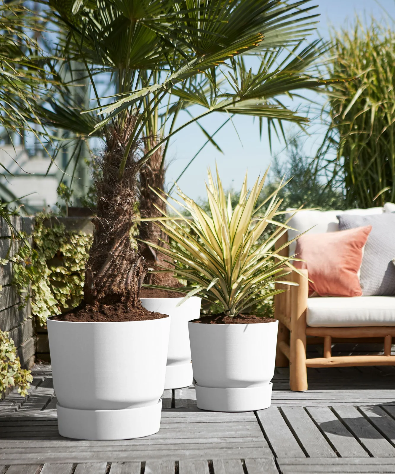 White pots with large palms and spiky foliage stand beside a pale cushioned outdoor chair