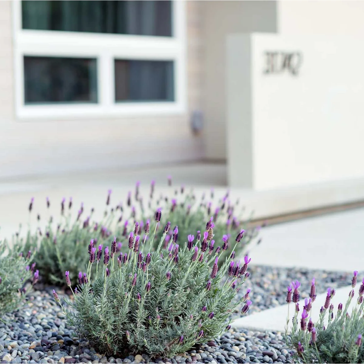 A close view of purple-flowering, silvery-leaved plants in a gravel bed beside pale entrance paving.