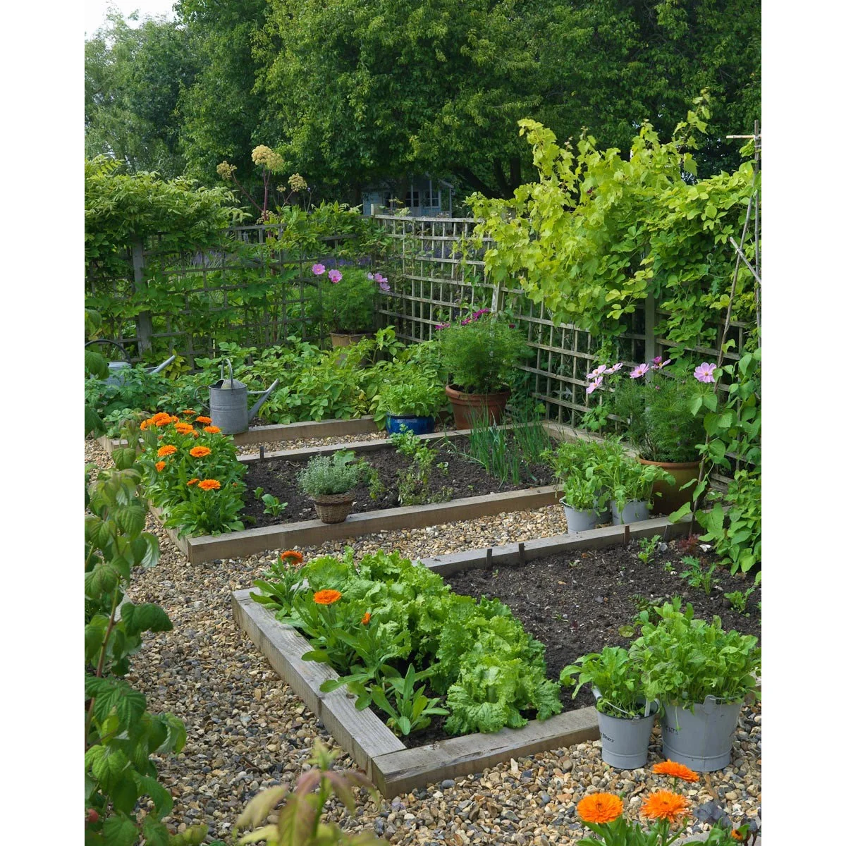 Small potted herbs beside low vegetable beds with lettuce, orange flowers and a trellis boundary.
