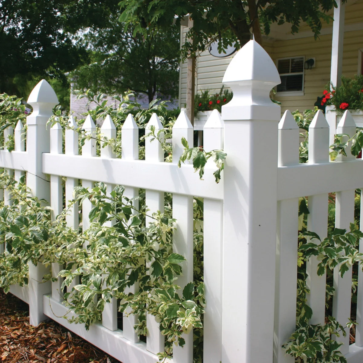 A white pointed picket fence with capped posts and variegated foliage growing through the openings.