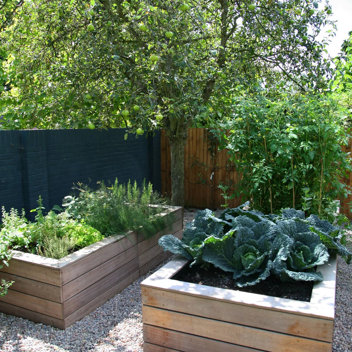 Raised vegetable beds containing broad dark leaves and herbs beside a fruiting tree and a dark boundary wall.