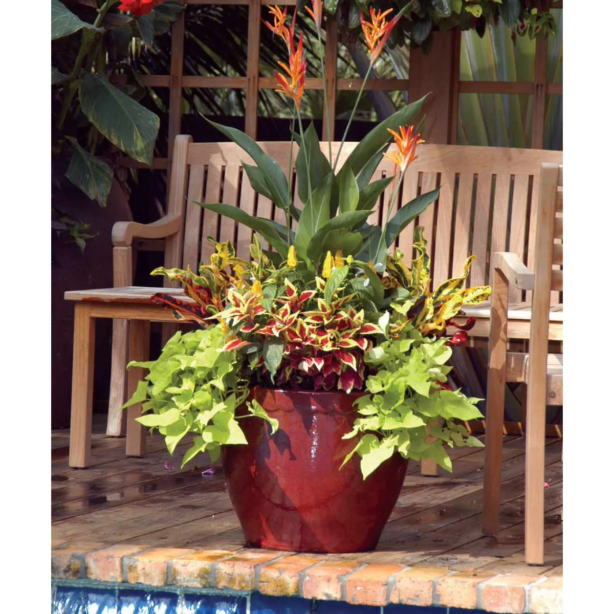 A red glazed container with tall orange flowers, broad leaves and trailing yellow-green foliage beside wood garden seating.