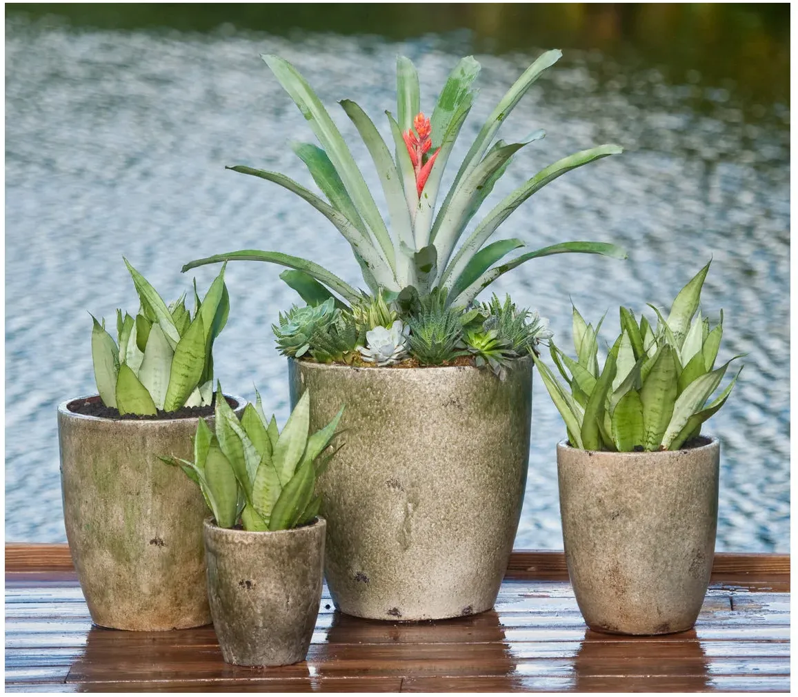 A group of four warm-toned containers with upright pale green leaves and one taller bromeliad-like plant above small rosettes.