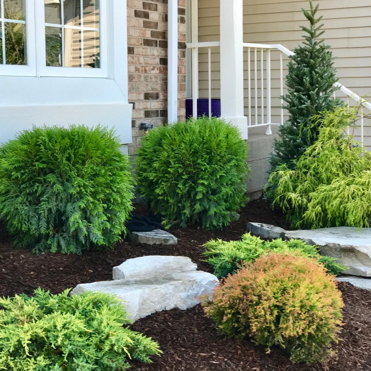 A front bed with rounded green conifers, a taller narrow evergreen, yellow-green foliage, pale rocks and dark mulch.