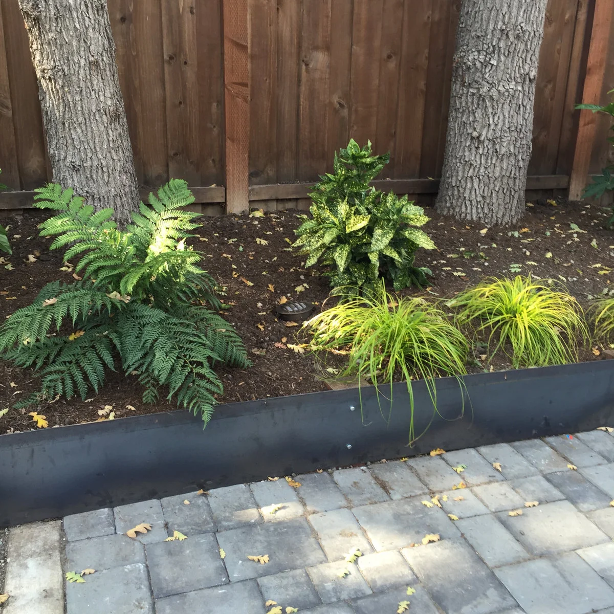 A shaded bed beneath trees with ferns, yellow-green grass-like plants, variegated leaves, dark mulch and a metal edge beside paving.