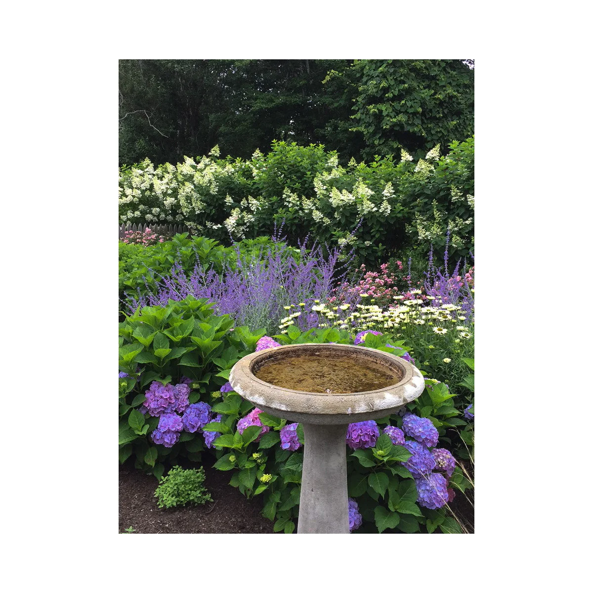 A shallow pedestal birdbath stands among purple flower heads, white daisies and taller white-flowering shrubs.